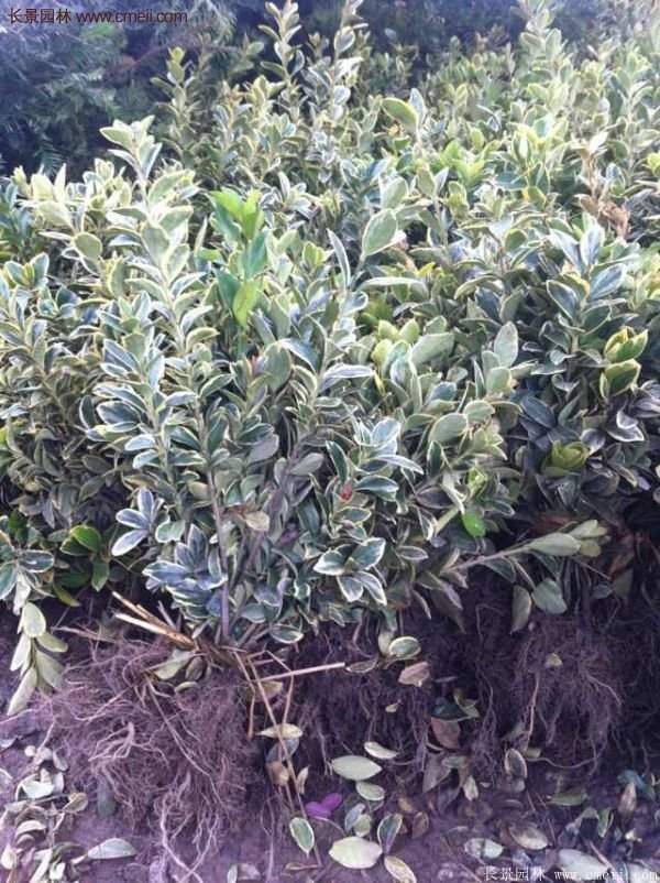 沭陽金邊黃楊 沭陽金邊黃楊