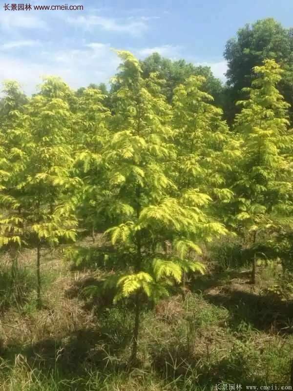 水杉有什么藥用價值?