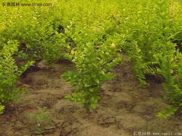 沭陽金葉女貞球 沭陽金葉女貞球