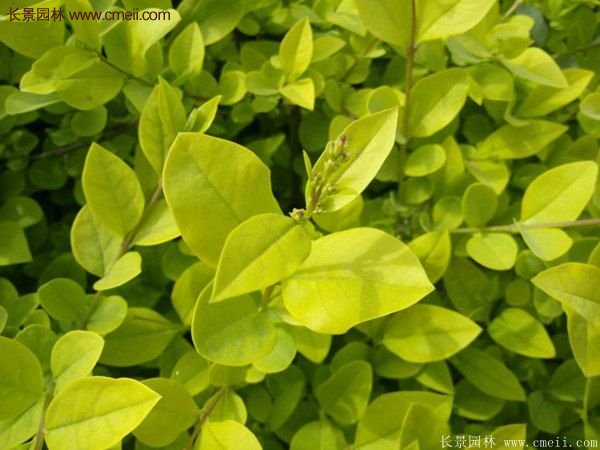 沭陽金葉女貞球 沭陽金葉女貞球