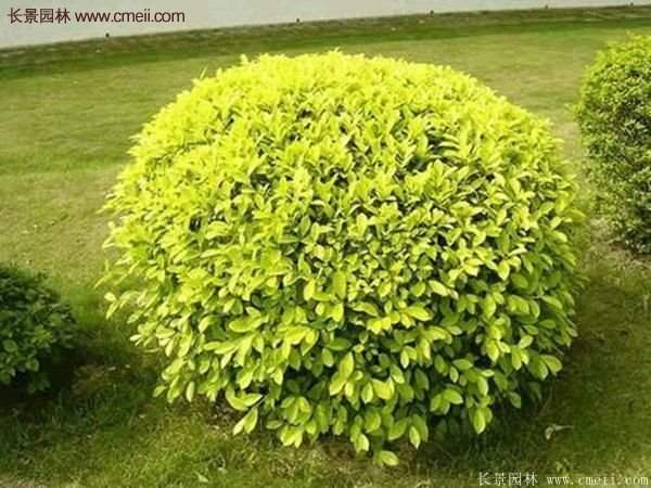 沭陽金葉女貞球 沭陽金葉女貞球