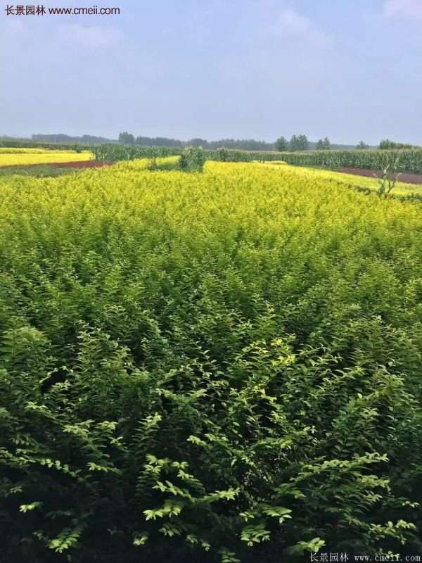 金葉女貞供應基地