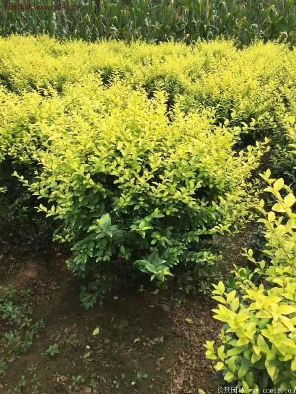 沭陽金葉女貞基地 沭陽金葉女貞基地