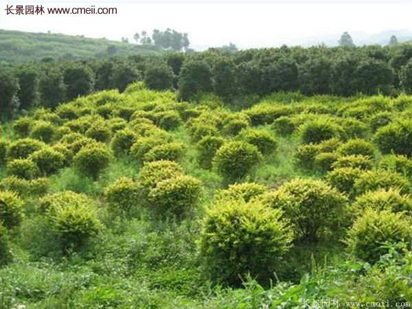金葉女貞價格 金葉女貞價格