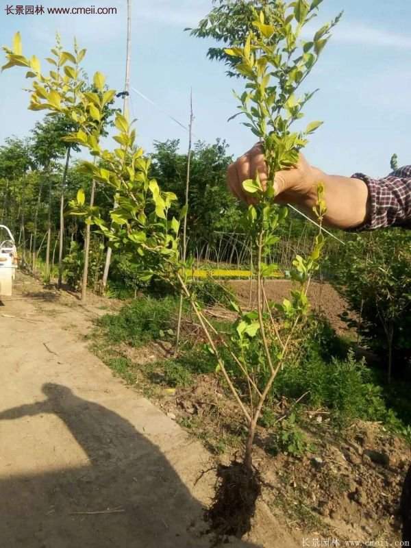 金葉女貞價格 金葉女貞價格