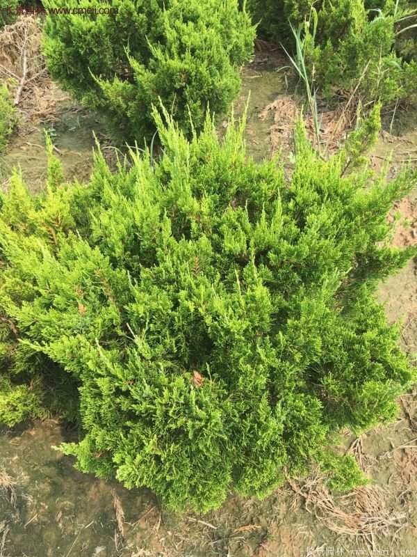 龍柏球實拍圖片