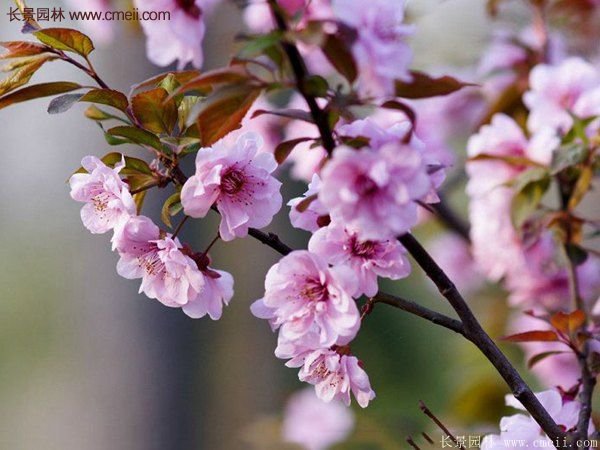 紫葉李批發基地,