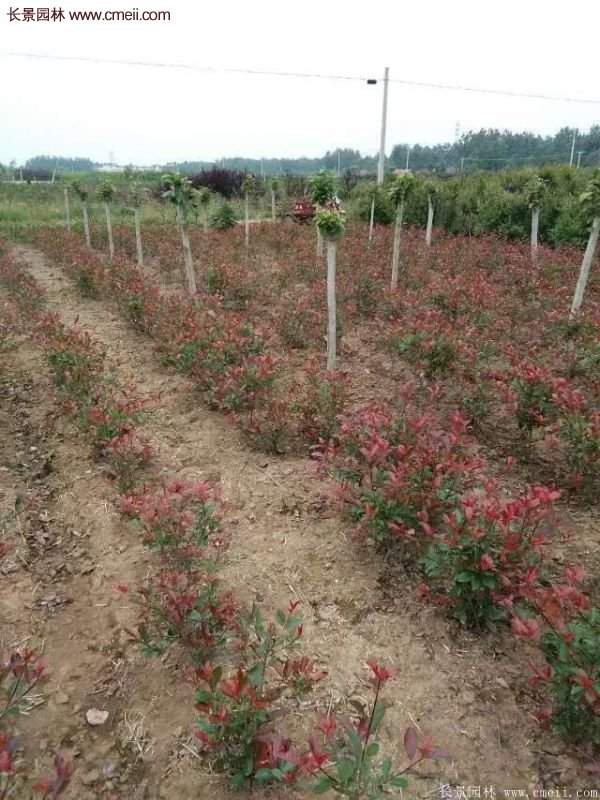 沭陽(yáng)紅葉石楠基地