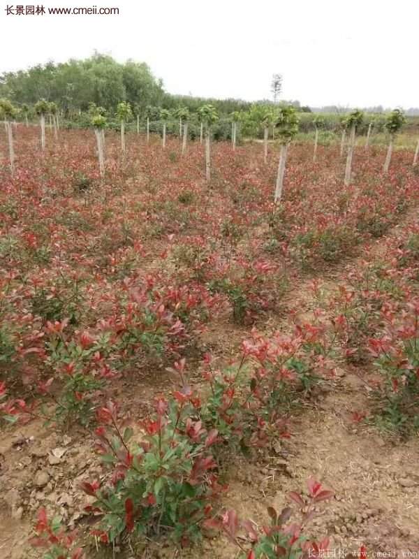 沭陽(yáng)紅葉石楠基地