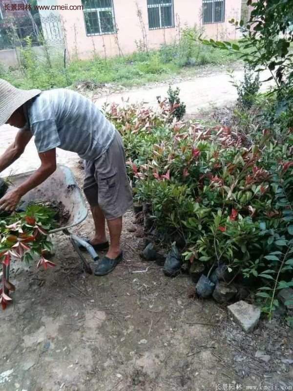 紅葉石楠的養護方法