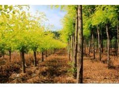 黃金槐10公分多少價格？