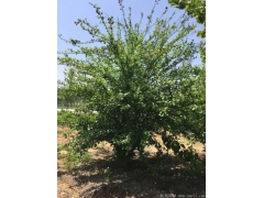 銷售3公分木槿樹(shù)，分枝40~120厘米，精品貨