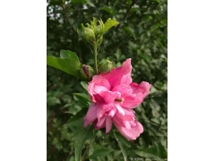 供應(yīng)4公分木槿，數(shù)量有30萬(wàn)棵