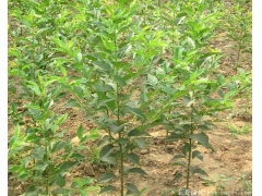 3~18公分日本櫻花樹，海量現貨直銷，價格全國最