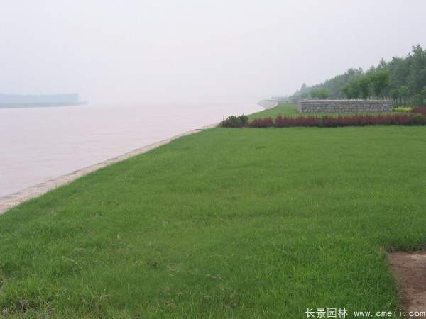 河提邊坡植草護坡綠化圖片 河提邊坡植草護坡綠化圖片