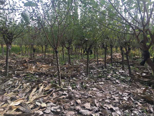 紅梅樹(shù)紅梅花圖片基地實(shí)拍