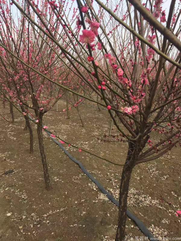 紅梅樹紅梅花圖片基地實拍 紅梅樹紅梅花圖片基地實拍