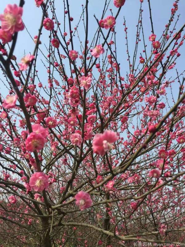 紅梅樹紅梅花圖片基地實拍 紅梅樹紅梅花圖片基地實拍