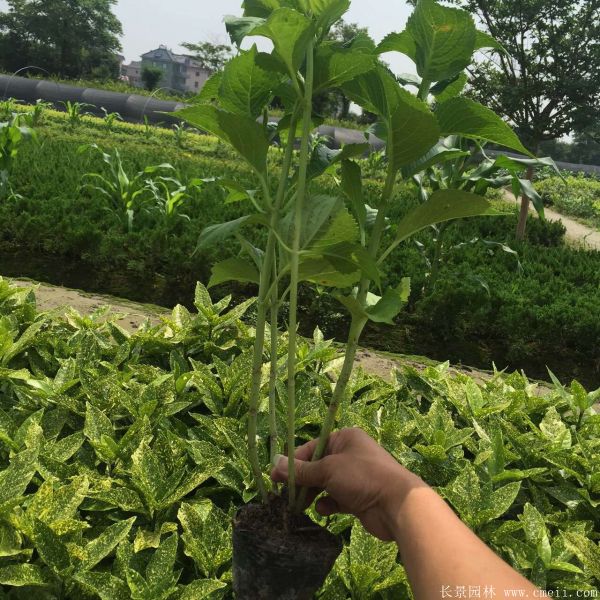 八仙花圖片基地實(shí)拍 八仙花圖片基地實(shí)拍