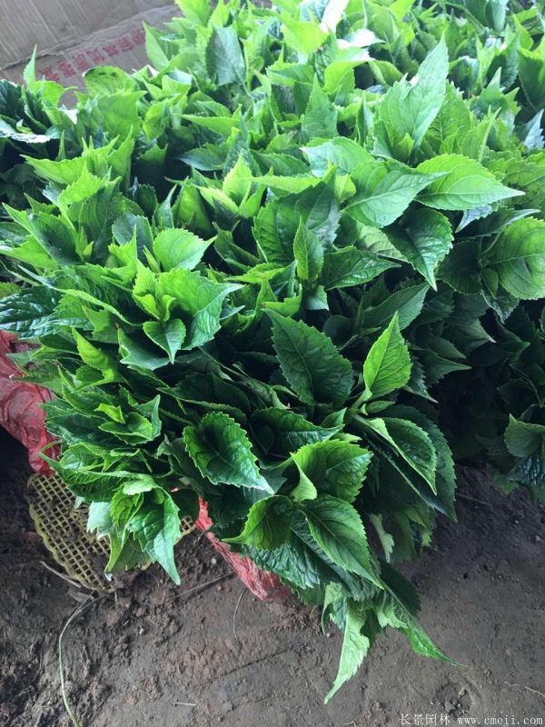 八仙花圖片基地實(shí)拍 八仙花圖片基地實(shí)拍