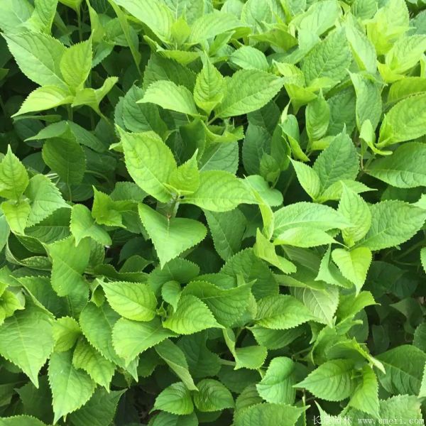 八仙花圖片基地實(shí)拍 八仙花圖片基地實(shí)拍