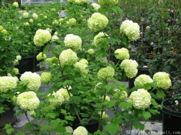 繡球花圖片基地實拍 繡球花圖片基地實拍