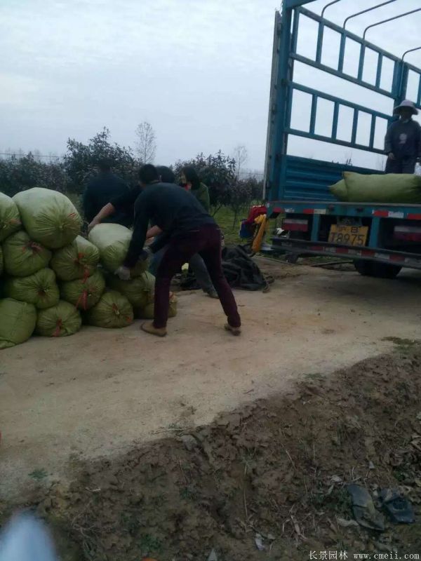 佛甲草基地實拍圖片 佛甲草基地實拍圖片