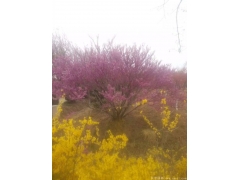 哪里的叢生紫荊價(jià)格比較便宜，多少錢一棵？