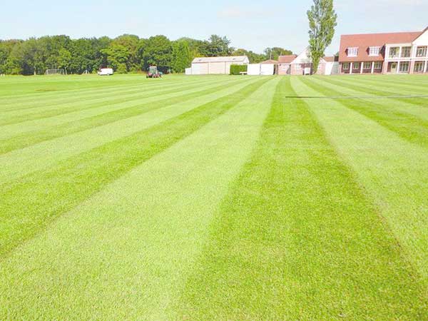 足球場天然草坪 足球場天然草坪