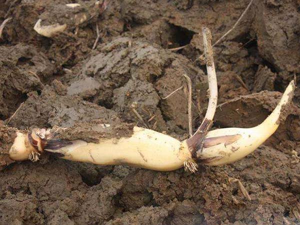 荷花苗種藕蓮藕苗 荷花苗種藕蓮藕苗