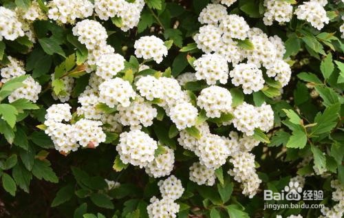 繡線菊怎么養護最合適呢？