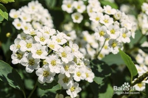 繡線菊怎么養護最合適呢？