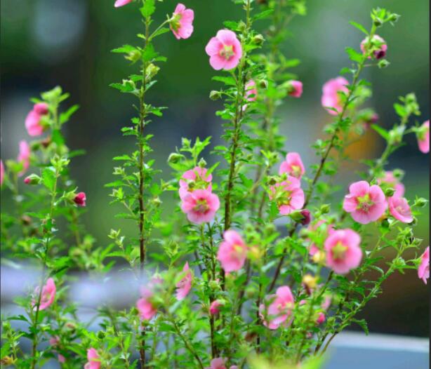 1650075309663349.jpg 1650075309663349.jpg