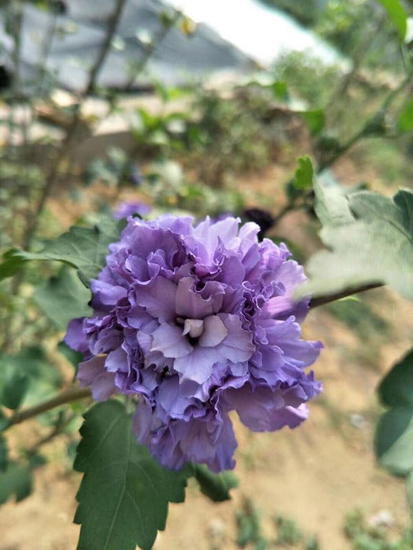 1650461602182648.jpg 1650461602182648.jpg