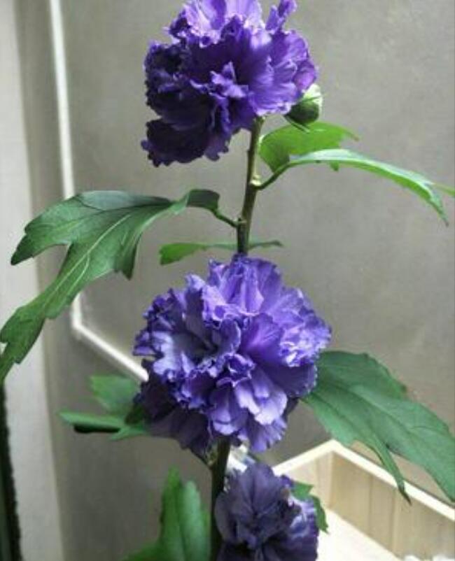 1650769598258157.jpg 1650769598258157.jpg