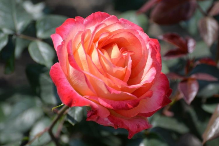 聊城市的市花是什么？