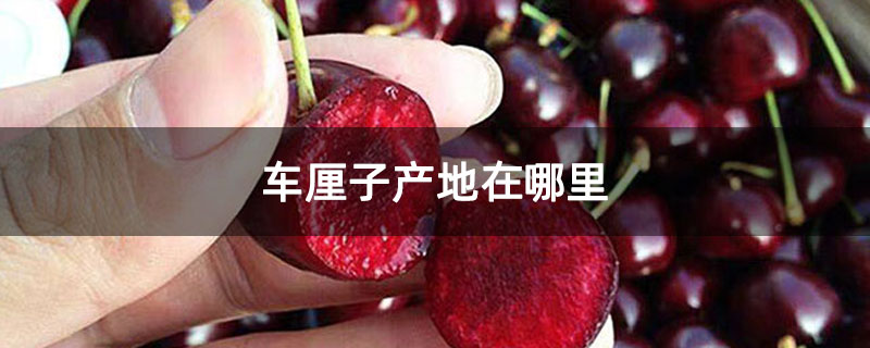 車厘子產(chǎn)地在哪里