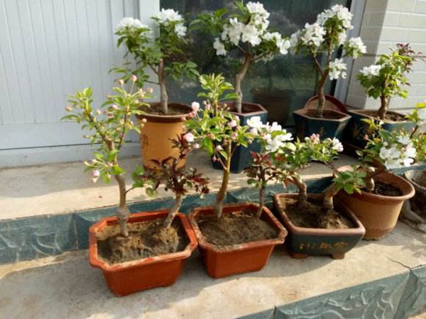 八棱海棠盆栽 八棱海棠盆栽