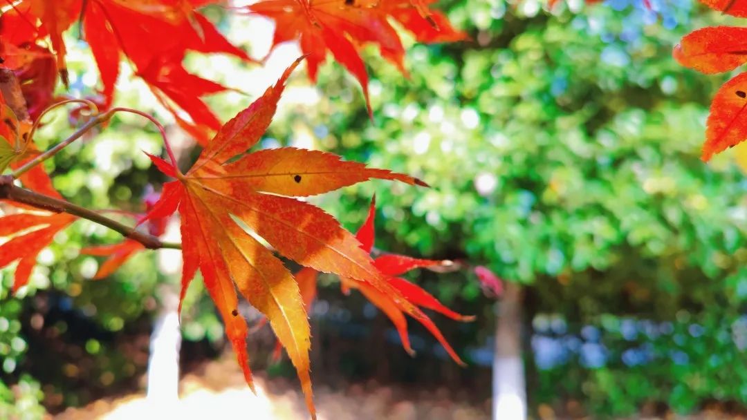 1675196129961385.jpg 微信圖片_20230112212503.jpg