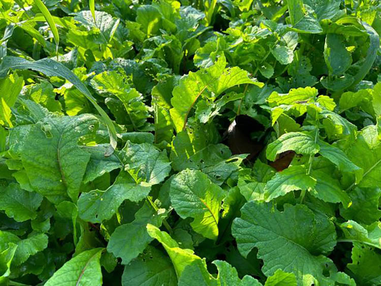 蘿卜種子 蘿卜種子