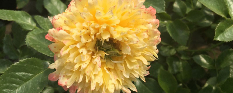 聊城市花是什么花