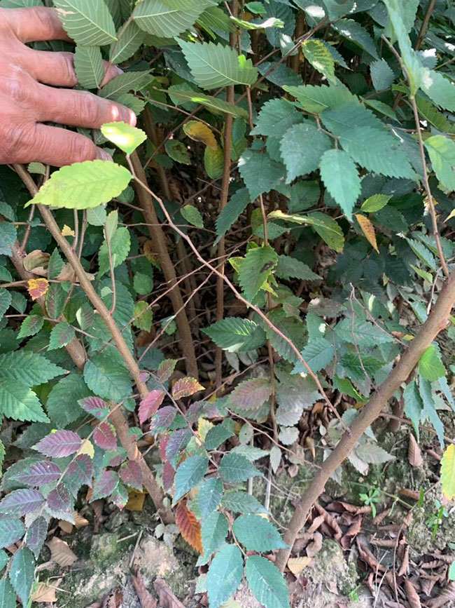 櫸樹是景區綠化中最常用園林植物,觀賞價值極高,經常作為行道樹或者觀賞樹,也可以群植栽種成風景。紅櫸樹抗污染能力十分強悍,不僅樹姿優美,高大雄偉,還可以吸收有害氣體,抗風能力強,不易伏倒。那么,紅櫸樹未來十年前景如何?紅櫸樹種植多久成才?下面我們一起來看看吧! 一、紅櫸樹未來十年前景如何? 1、觀賞 紅櫸樹生長快,樹干通直,樹姿優美,枝葉繁茂,春季開花,秋季葉子會變成紅色,觀賞性極高。 2、綠化 紅櫸樹環境適應能力強,栽植應用廣泛,不僅可以綠化種植,還有不錯的抗污染、抗風能力,可吸收有害氣體,改善空氣質量,植株根深性,可以防風固土,經常用作護林帶樹種和水土保持樹種。 3、經濟 紅櫸樹木材堅硬、有彈性、并且不會縮水,木材紋理清晰有光澤,可以用來制作很多家具和其他器具,經濟價值很高。 4、前景 櫸樹的適應能力強,栽植地區廣泛,發揮的綠化和生態價值比較明顯,經常用作生態綠化樹種栽植在各大場所,產量和需求量都非常大,種植前景不錯。 二、紅櫸樹種植多久成才? 紅櫸樹分布地區廣,目前主要分布在廣東、廣西、貴州、云南、安徽、湖北、湖南等地,南方地區栽植廣泛。紅櫸樹幼苗生長稍慢,種植6—7年后開始轉快,樹體七八十年不衰退,百年大樹仍能正常結實。 三、2020紅櫸市場價格行情 南京市浦口區來云園藝場米徑15公分紅櫸1600元一棵; 江蘇 鎮江句容地之緣苗木基地米徑7公分紅櫸80元一棵; 宿遷宏洲園林綠化工程有限公司地徑2公分紅櫸10元一棵; 江蘇南京南京寶泉苗木苗圃場米徑4公分紅櫸28元一棵; 江蘇宿遷三葉園林植物有限公司米徑12公分紅櫸600元一棵。 以上就是關于紅櫸樹未來十年前景如何和紅櫸樹種植多久成才的相關介紹,不同地區不同規格的紅櫸樹價格不一樣,具體要以當地行情為準。以上是中國花木網提供的紅櫸樹基地最新報價信息,關注花木網可獲得各產地商城實時報價,及時掌握苗木行情,做活苗木生意。 櫸樹是景區綠化中最常用園林植物,觀賞價值極高,經常作為行道樹或者觀賞樹,也可以群植栽種成風景。紅櫸樹抗污染能力十分強悍,不僅樹姿優美,高大雄偉,還可以吸收有害氣體,抗風能力強,不易伏倒。那么,紅櫸樹未來十年前景如何?紅櫸樹種植多久成才?下面我們一起來看看吧! 一、紅櫸樹未來十年前景如何? 1、觀賞 紅櫸樹生長快,樹干通直,樹姿優美,枝葉繁茂,春季開花,秋季葉子會變成紅色,觀賞性極高。 2、綠化 紅櫸樹環境適應能力強,栽植應用廣泛,不僅可以綠化種植,還有不錯的抗污染、抗風能力,可吸收有害氣體,改善空氣質量,植株根深性,可以防風固土,經常用作護林帶樹種和水土保持樹種。 3、經濟 紅櫸樹木材堅硬、有彈性、并且不會縮水,木材紋理清晰有光澤,可以用來制作很多家具和其他器具,經濟價值很高。 4、前景 櫸樹的適應能力強,栽植地區廣泛,發揮的綠化和生態價值比較明顯,經常用作生態綠化樹種栽植在各大場所,產量和需求量都非常大,種植前景不錯。 二、紅櫸樹種植多久成才? 紅櫸樹分布地區廣,目前主要分布在廣東、廣西、貴州、云南、安徽、湖北、湖南等地,南方地區栽植廣泛。紅櫸樹幼苗生長稍慢,種植6—7年后開始轉快,樹體七八十年不衰退,百年大樹仍能正常結實。 三、2020紅櫸市場價格行情 南京市浦口區來云園藝場米徑15公分紅櫸1600元一棵; 江蘇 鎮江句容地之緣苗木基地米徑7公分紅櫸80元一棵; 宿遷宏洲園林綠化工程有限公司地徑2公分紅櫸10元一棵; 江蘇南京南京寶泉苗木苗圃場米徑4公分紅櫸28元一棵; 江蘇宿遷三葉園林植物有限公司米徑12公分紅櫸600元一棵。 以上就是關于紅櫸樹未來十年前景如何和紅櫸樹種植多久成才的相關介紹,不同地區不同規格的紅櫸樹價格不一樣,具體要以當地行情為準。以上是中國花木網提供的紅櫸樹基地最新報價信息,關注花木網可獲得各產地商城實時報價,及時掌握苗木行情,做活苗木生意。