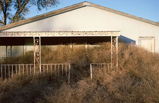 風(fēng)滾草 風(fēng)滾草