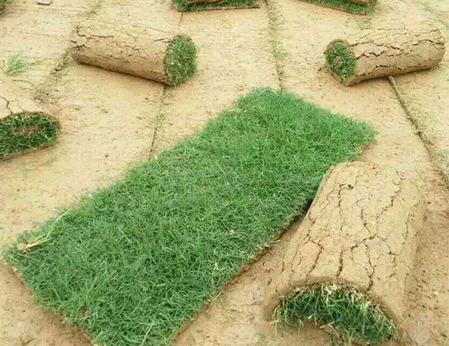 矮生百慕大和果嶺草哪個好?百慕大與果嶺草區(qū)別