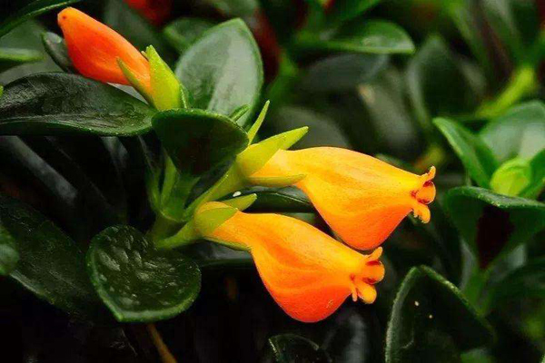 金魚吊蘭 金魚吊蘭