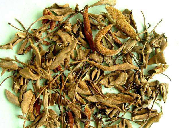 石韋的功效與作用有哪些？石韋種植前景怎么樣？