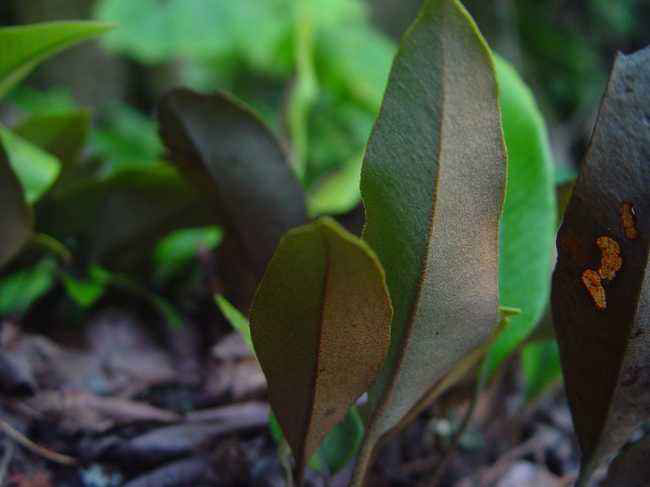 石韋的功效與作用有哪些？石韋種植前景怎么樣？