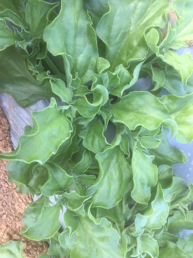 冰草又名冰菜，近幾年在市場上是極為熱銷的綠色菜品。冰草營養(yǎng)價值高，吃起來口感鮮美，營養(yǎng)價值高，市場價格很高，種植經(jīng)濟(jì)效益很不錯。冰草以前我國是沒有的，它原產(chǎn)非洲，后來因?yàn)榻?jīng)濟(jì)營養(yǎng)價值高，引種種植，目前的發(fā)展前景很不錯。那么美，種植冰草有前景嗎?種植冰草收入怎樣?下面我們一起來看看吧!  一、種植冰草有前景嗎? 冰草是一種新的特色食材，它的表面有水滴狀的結(jié)晶，看起來表面結(jié)了一層冰，所以取名冰菜。冰草吃起來爽口、多汁，營養(yǎng)價值高，一公斤售價十幾元，很受市場歡迎。冰草的生長期長達(dá)6個月，一年可以種植兩茬，畝產(chǎn)量高達(dá)3000公斤，按照現(xiàn)在的行情，每公斤冰菜可以賣到10元，種植效益非常可觀。冰草不僅可以食用，還能起到美容、預(yù)防三高的作用，種植前景很不錯。  二、種植冰草收入怎樣? 冰草是一種比較爽口的蔬菜，食用方法也很多，用它配上一些芝麻醬，然后蘸著醬，非常好吃。冰草是我國產(chǎn)的，它是從非洲引進(jìn)來的，種植的時候要提高肥水的使用效率，這樣有助于增產(chǎn)。冰草口感脆嫩，以做涼拌菜為主。冰草屬于高端蔬菜，多數(shù)從大連等地引進(jìn)，售價高達(dá)30元每公斤。從去年春天開始，范學(xué)江經(jīng)朋友介紹開始嘗試種植冰菜，經(jīng)過一年的嘗試，發(fā)現(xiàn)種植冰草的收入很可觀，產(chǎn)地收購價10元每公斤，一畝地可產(chǎn)3000公斤，那么一畝地最低收益3萬元。  三、種植冰草的方法 1、播種 冰草種子小，浸種催芽，播種溫度控制在20℃，薄土覆蓋，播種后35—40天可出芽，培育苗高5厘米左右就可以移栽入圃了。 2、移栽 冰菜耐干旱性強(qiáng)，透氣好、排水良好的土壤種植效果好，移栽幼苗的時候注意溫度和光照，株距為30~40cm，控制行距，移栽后澆一次大水，緩苗大約10左右恢復(fù)長勢。 3、管理 給冰菜澆水的時候添加點(diǎn)食用鹽，葉面出現(xiàn)萎蔫的時候就可以澆水了，時間盡量清晨，溫度在10~30℃生長快，低于10℃發(fā)生凍害，夏季養(yǎng)護(hù)采取遮光措施。 4、采收 葉面附著的結(jié)晶成型之后就是冰菜采收的時間，一般2個月左右就可采收，生長高度在10cm左右。采收后的蔬菜需要低溫環(huán)境中保存，環(huán)境溫度過高，會導(dǎo)致冰草變質(zhì)。 以上就是關(guān)于種植冰草有前景嗎和種植冰草收入怎樣的相關(guān)介紹，冰草產(chǎn)地批發(fā)報(bào)價可到中國花木網(wǎng)查詢，以上價格信息均是花木網(wǎng)商家提供的實(shí)時報(bào)價，不過因?yàn)槊缒拘星樽兓^大，所以僅供參考，采購冰草可查詢商家電話詢價。