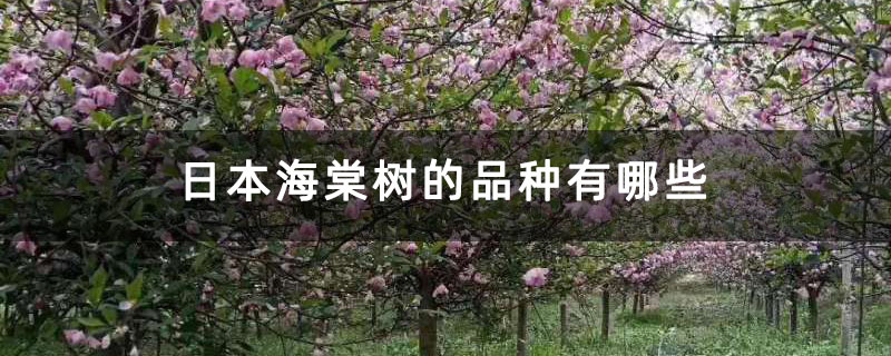 日本海棠樹的品種有哪些 日本海棠樹的品種有哪些