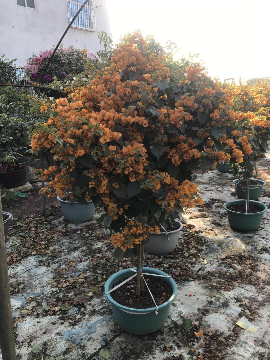 海南省花三角梅.jpg 海南省花三角梅.jpg